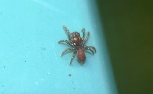 Réf. 356 446 : Atypus sp.